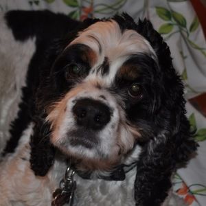 Meet your Posher, Lucy